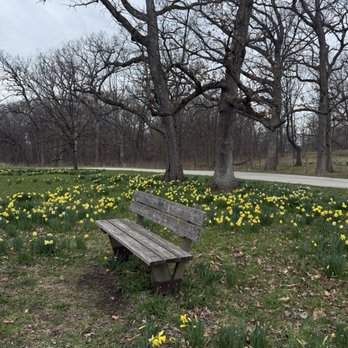 The Morton Arboretum - Daffodil glade - Botanical Gardens Near Me - Lisle, Illinois