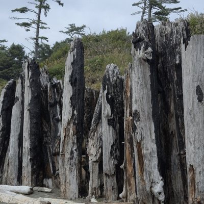 Kalaloch Campground by null