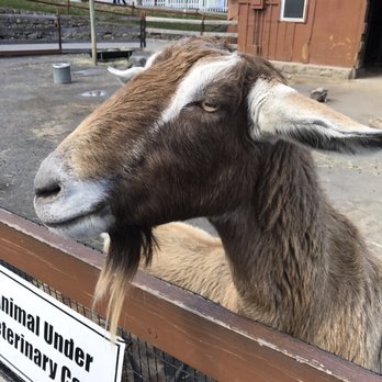 Lehigh Valley Zoo - These goats looooove the little goat pellet snacks from visitors - Zoos Near Me - Schnecksville, Pennsylvania Lehigh Valley Zoo - These goats looooove the little goat pellet snacks from visitors - Zoos Near Me - Schnecksville, Pennsylvania