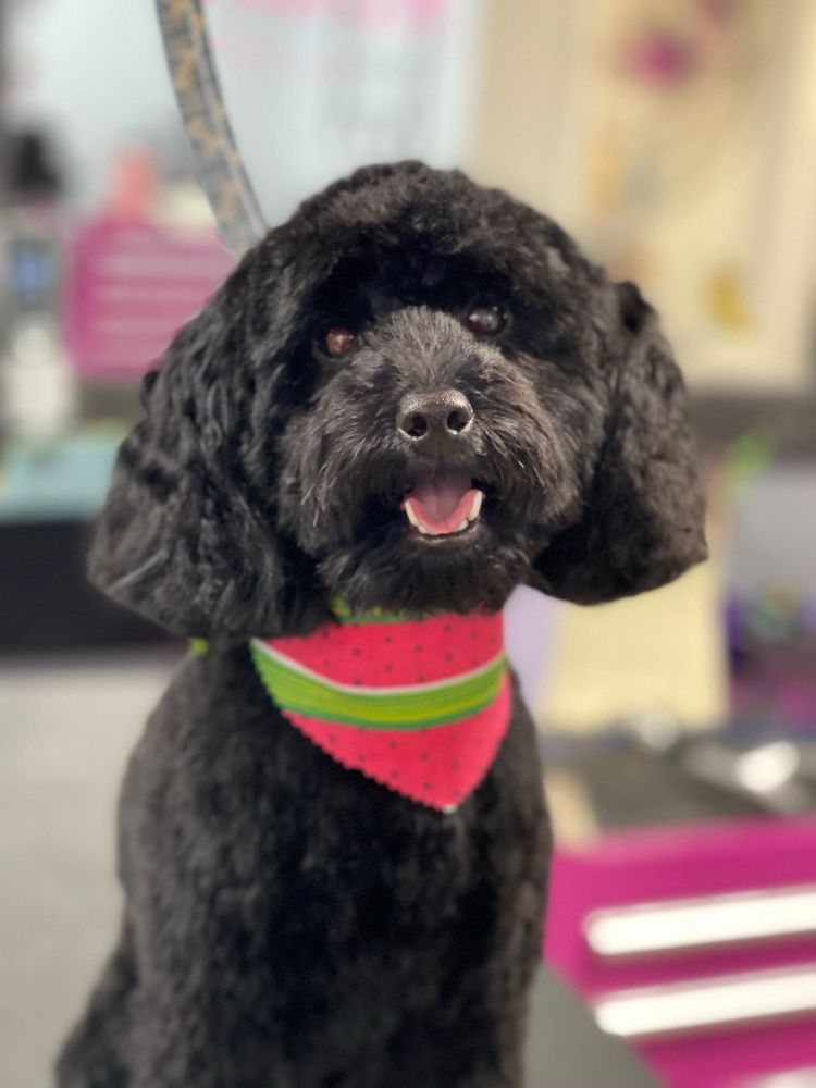 THE GROOMING GALLERY 46 Photos & 32 Reviews 133 Harpersville Rd