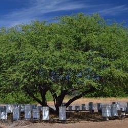 Rare Hawaiian Honey Company - Our Bees hard at work to bring you our award winning honey.