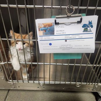 Kern County Animal Services - This little kitten has an upper respiratory infection:( but will be sent home with meds for anyone who can care for this cutie - Animal Shelters Near Me - Bakersfield, California Kern County Animal Services - This little kitten has an upper respiratory infection:( but will be sent home with meds for anyone who can care for this cutie - Animal Shelters Near Me - Bakersfield, California
