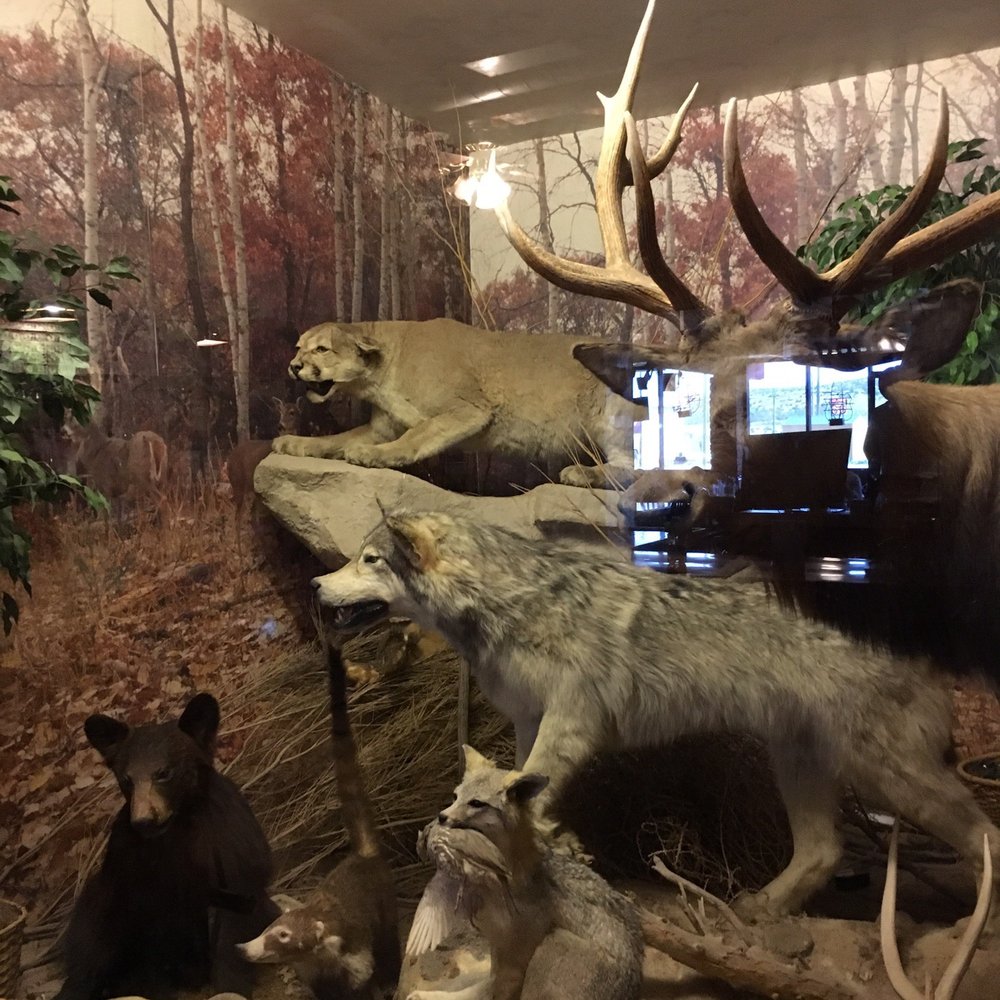 The Roadkill Cafe - This diorama was purchased from a taxidermist going out of business. - American Near Me - Seligman, Arizona The Roadkill Cafe - This diorama was purchased from a taxidermist going out of business. - American Near Me - Seligman, Arizona