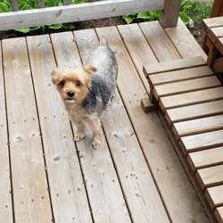 Carol's Grooming Services - Marley's new do!