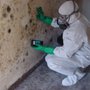 The Mold Guys