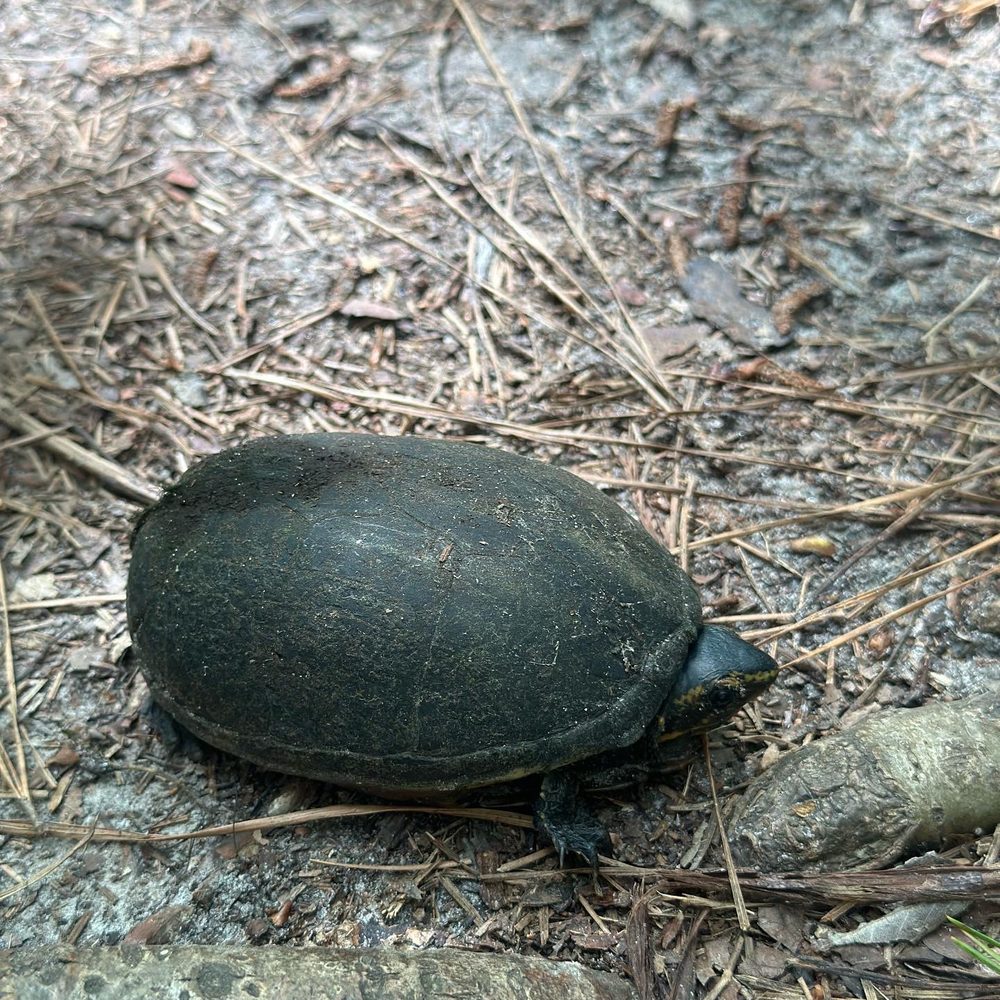 Black Bear Wilderness Area - Hiking Near Me - Sanford, Florida