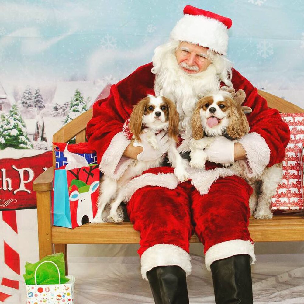 Pet Supplies Plus Ann Arbor - S Main - Santa photo fundraiser for Huron Valley Humane Society - Pet Stores Near Me - Ann Arbor, Michigan Pet Supplies Plus Ann Arbor - S Main - Santa photo fundraiser for Huron Valley Humane Society - Pet Stores Near Me - Ann Arbor, Michigan