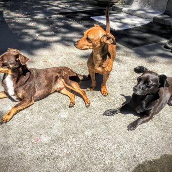 KikiWalksDogs - Berdie, Sparkles & Ziggy - Pet Sitting Near Me