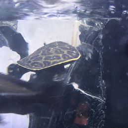 Hello there turtle Hello there turtle