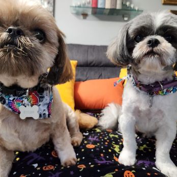Shampooches pet spa - Pet Groomers Near Me Shampooches pet spa - Pet Groomers Near Me