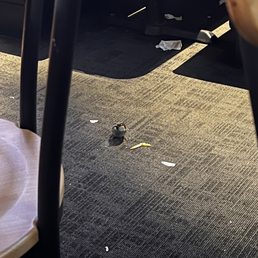 The bird The bird