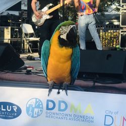 Dunedin Mardi Gras Parade & Festival