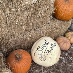 Sweet Thistle Farms - Pumpkin/hay bale photo opportunities throughout