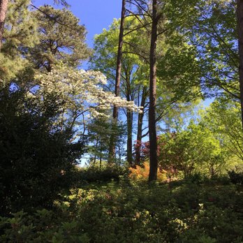 WRAL Azalea Gardens - Trees at the azalea garden - Botanical Gardens Near Me - Raleigh, North Carolina