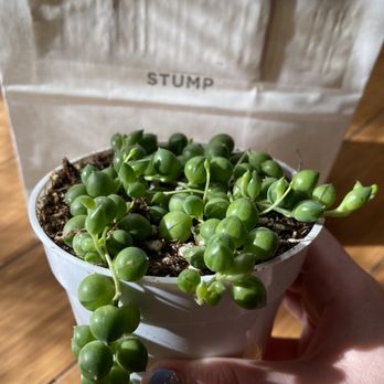 STUMP - String of pearls - Nurseries & Gardening Near Me - Savannah, Georgia STUMP - String of pearls - Nurseries & Gardening Near Me - Savannah, Georgia