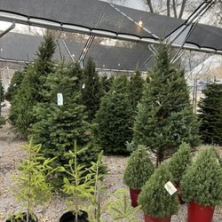 Waldo Greenhouse aka Angelo's Nursery