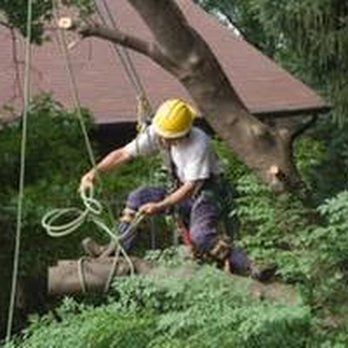 Professional Lot Clearing & Tree Service - untitled - Tree Services Near Me Professional Lot Clearing & Tree Service - untitled - Tree Services Near Me