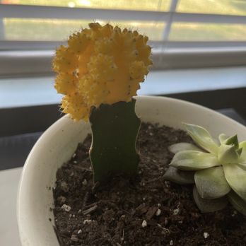Dewy Flowers - Bought this plant their at the same time too it doesn't have root rot like the other one explain that ?! - Nurseries & Gardening Near Me - Los Angeles, California Dewy Flowers - Bought this plant their at the same time too it doesn't have root rot like the other one explain that ?! - Nurseries & Gardening Near Me - Los Angeles, California