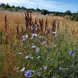 North Laguna Creek Wildlife Area - Beautiful morning