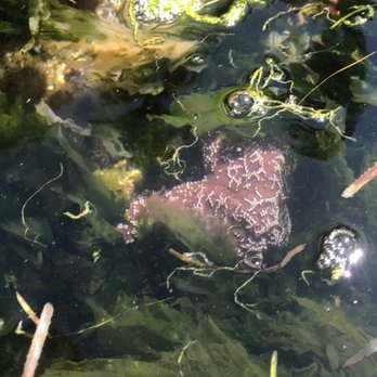 Paddle West Kayaking - Purple Star fish in Clayoquot Sound kayak tour with Paddle West - Rafting/Kayaking Near Me - Tofino, British Columbia