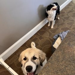 First Dental Of Huntersville - Best comfort puppies I've ever met at the dentist.