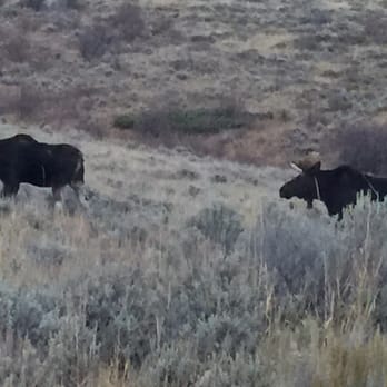 Spring Creek Ranch - Moose on the property - Hotels Near Me - Jackson, Wyoming Spring Creek Ranch - Moose on the property - Hotels Near Me - Jackson, Wyoming