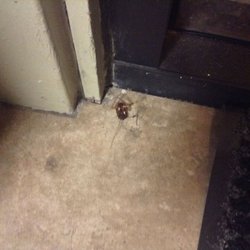 Dorms of Torrance - This door connects the dorms to the restaurant. THIS is where you will find LOTS of cockroaches coming in and out. The gap is really big