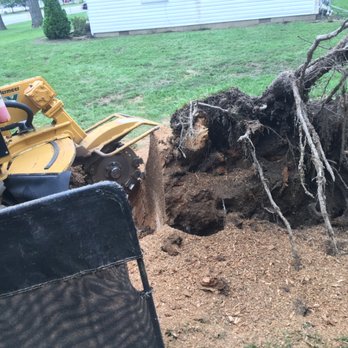 All About Stumps - Tree Services Near Me All About Stumps - Tree Services Near Me
