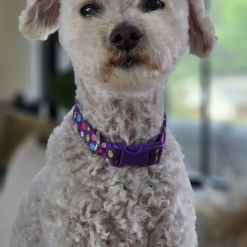 Kays Pet Care - Pet Sitting Near Me Kays Pet Care - Pet Sitting Near Me