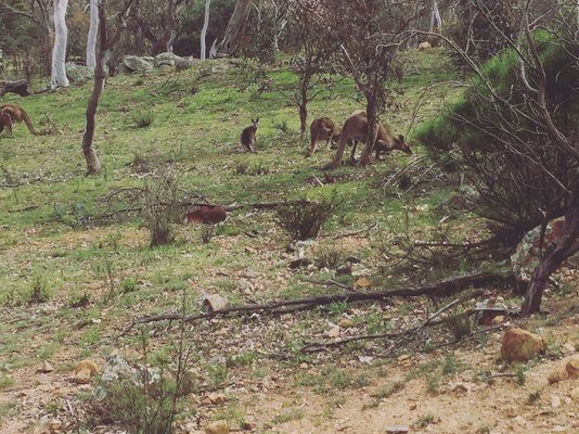 Mount Ainslie Lookout by null