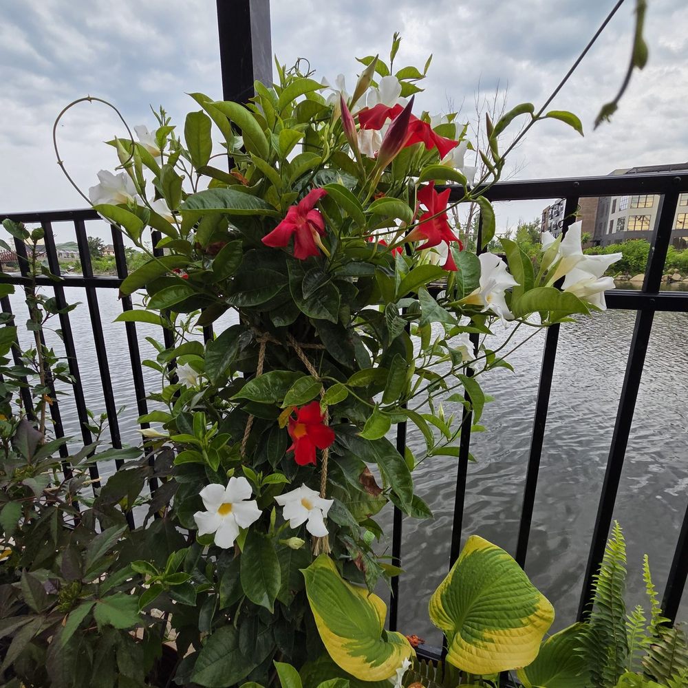 Clifford's Coffee Canal - Beautiful flowers and greenery in outdoor seating area - Coffee & Tea Near Me - Benton Harbor, Michigan Clifford's Coffee Canal - Beautiful flowers and greenery in outdoor seating area - Coffee & Tea Near Me - Benton Harbor, Michigan