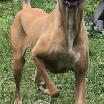 vca cascade animal medical center