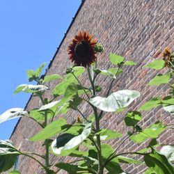 Milo Grogan Butterfly Garden - So tall!