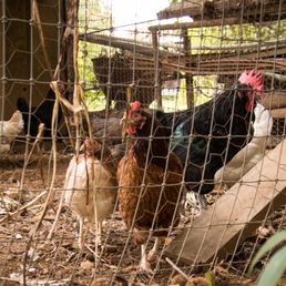 chickens in a chicken coop