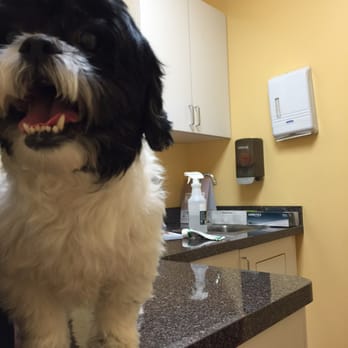 Glendale Veterinary Clinic - Patient - Veterinarians Near Me - Glendale, New York Glendale Veterinary Clinic - Patient - Veterinarians Near Me - Glendale, New York