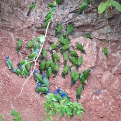 Amazon Adventures - Clay lick in Ecuador