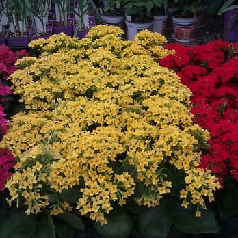 Nicks Garden Center - Nurseries & Gardening Near Me - Aurora, Colorado Nicks Garden Center - Nurseries & Gardening Near Me - Aurora, Colorado