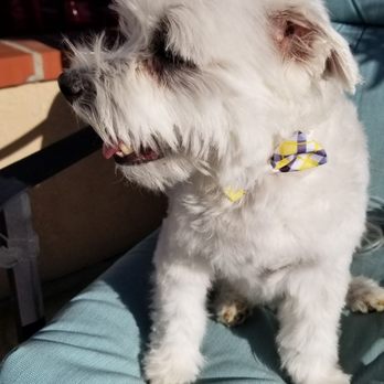 Manicure Machine - Snoopy's Spring Look - Pet Groomers Near Me