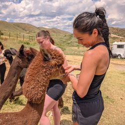 Smooth Alpaca Experience - The best connections are soft, fluffy, and a little hungry.