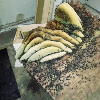Safe & Alive Bee Hive Removal - Pest Control Near Me - San Diego, California Safe & Alive Bee Hive Removal - Pest Control Near Me - San Diego, California