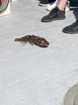 Rugosa Lobster Tours by null