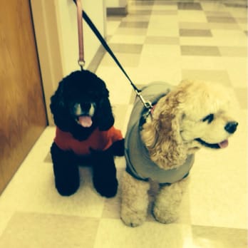 TLC First Animal Hospital - Lexie & Nikki at 6 year anniversary party, of TLC First Animal Hospital. - Veterinarians Near Me - Chicago, Illinois TLC First Animal Hospital - Lexie & Nikki at 6 year anniversary party, of TLC First Animal Hospital. - Veterinarians Near Me - Chicago, Illinois