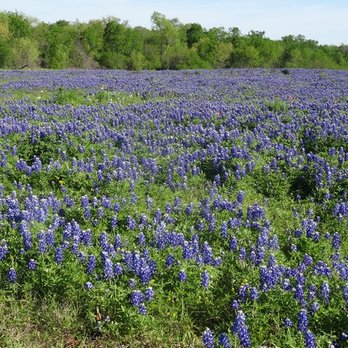Ennis Bluebonnet Trails - Laneview - Festivals Near Me - Ennis, Texas Ennis Bluebonnet Trails - Laneview - Festivals Near Me - Ennis, Texas