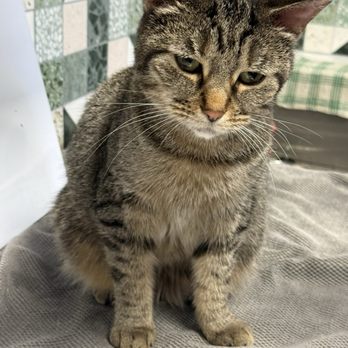 Kitty Brew Cat Cafe - I wanted her sooo bad!! Apparently this was her sad face because she wanted wet food!! lol she was the sweetest girl!! - Pet Adoption Near Me - Mason, Ohio