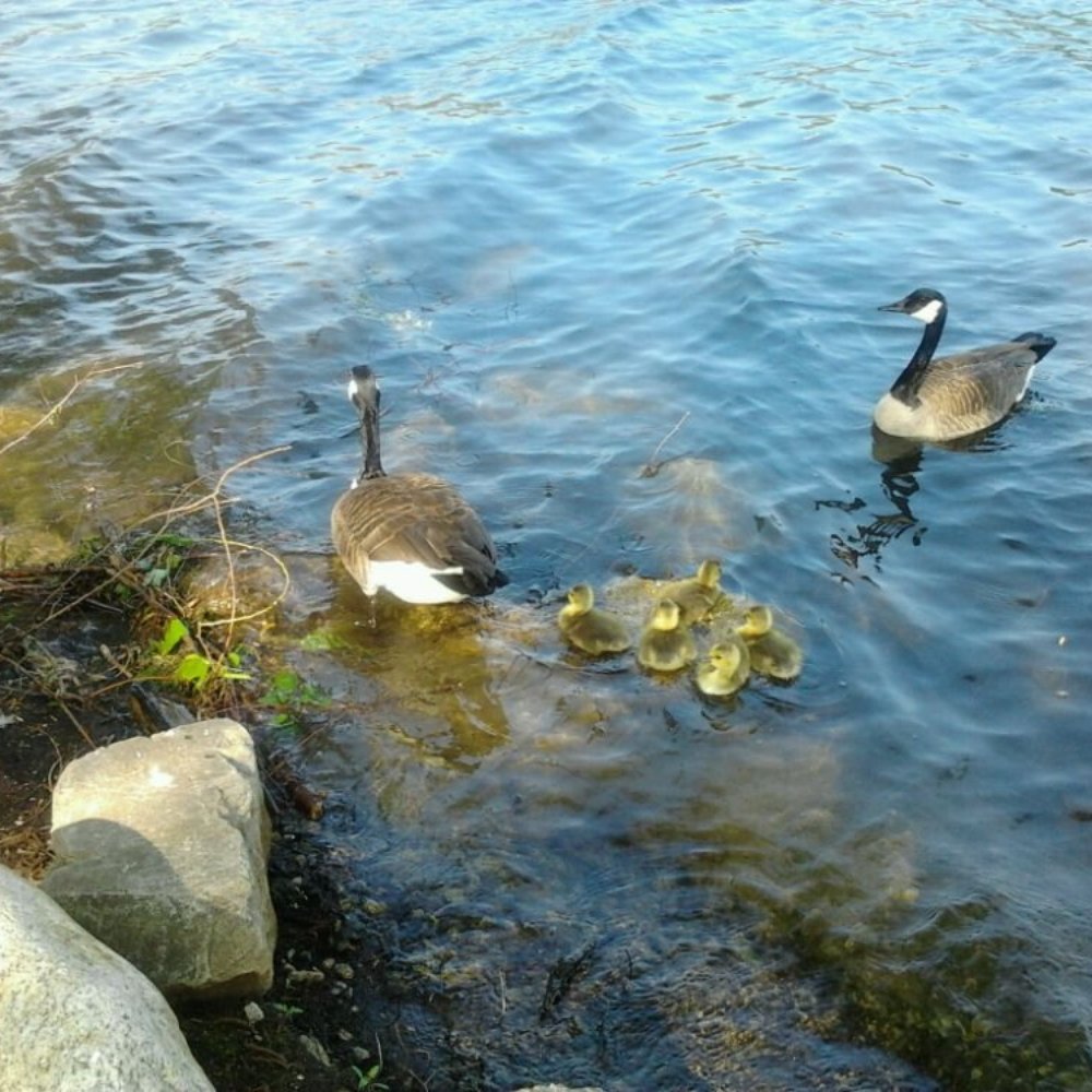 Jamaica Pond - Parks Near Me - Jamaica Plain, Massachusetts Jamaica Pond - Parks Near Me - Jamaica Plain, Massachusetts