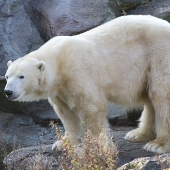 ZOO BERLIN - Zoos Near Me - Berlin, BE
