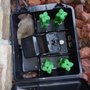 Photo of Animal & Rodent Problem Solvers