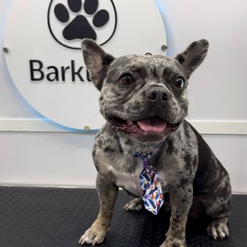 Barklean - Pet Groomers Near Me