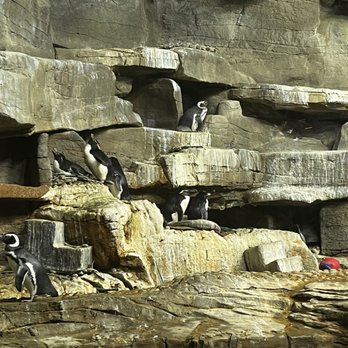 Shedd Aquarium - Aquariums Near Me - Chicago, Illinois