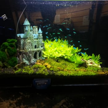 Underwater Depot - Neon tetras and shrimp - Aquarium Services Near Me - Sherman Oaks, California Underwater Depot - Neon tetras and shrimp - Aquarium Services Near Me - Sherman Oaks, California
